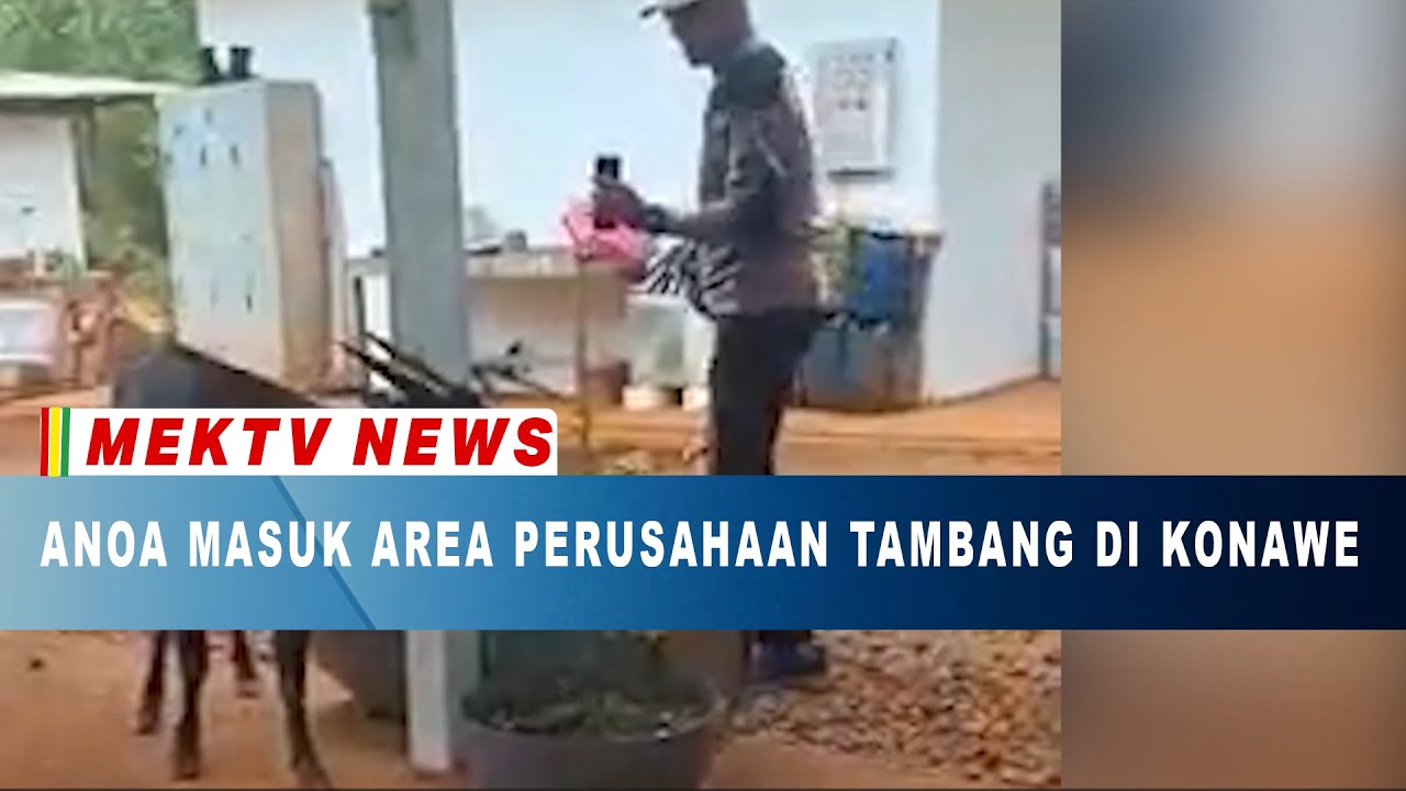 Anoa Masuk Area Perusahaan Tambang Di Konawe - MEKTVNEWS.COM